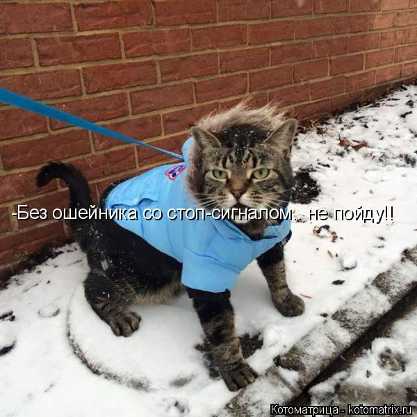 -Без ошейника со стоп-сигналом.. не пойду!!... Котоматрица: -Без ошейника со стоп-сигналом.. не пойду!!