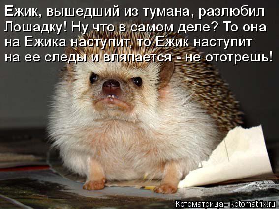 Ежик, вышедший из тумана, разлюбил Лошадку! Ну что в самом деле? То она на Ежика наступит, то Ежик н... Котоматрица: Ежик, вышедший из тумана, разлюбил Лошадку! Ну что в самом деле? То она на Ежика наступит, то Ежик наступит на ее следы и вляпается - не ототр