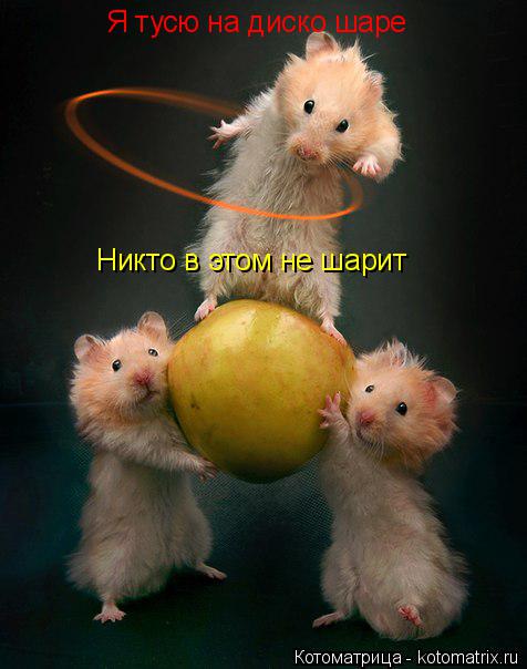 Я тусю на диско шаре Я тусю на диско шаре Никто в этом не шарит... Котоматрица: Я тусю на диско шаре Я тусю на диско шаре Никто в этом не шарит