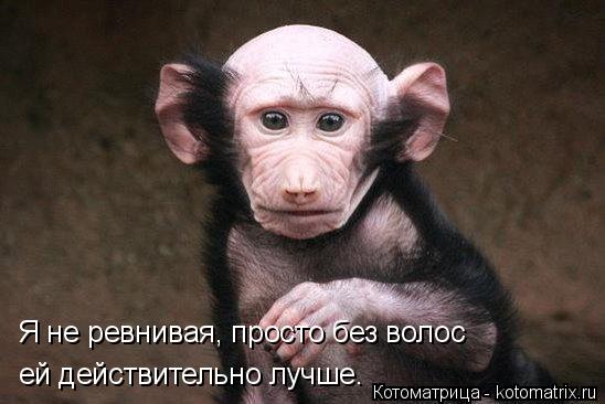 Я не ревнивая, просто без волос ей действительно лучше.... Котоматрица: Я не ревнивая, просто без волос ей действительно лучше.