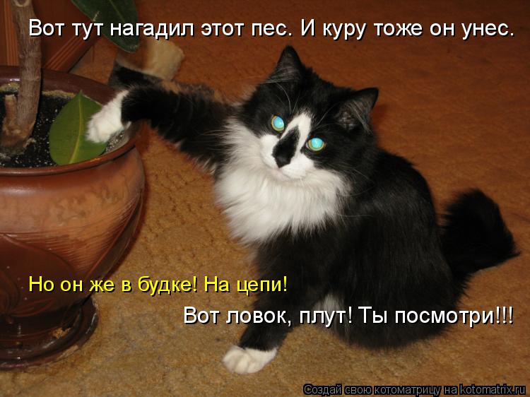 Вот тут нагадил этот пес. И куру тоже он унес. Но он же в будке! На цепи! Вот ловок, плут! Ты посмотр... Котоматрица: Вот тут нагадил этот пес. И куру тоже он унес. Но он же в будке! На цепи! Вот ловок, плут! Ты посмотри!!!