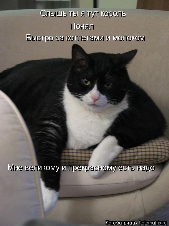 Слышь ты я тут король Понял Быстро за котлетами и молоком Мне великому и прекрасному есть надо... Котоматрица: Слышь ты я тут король Понял Быстро за котлетами и молоком Мне великому и прекрасному есть надо