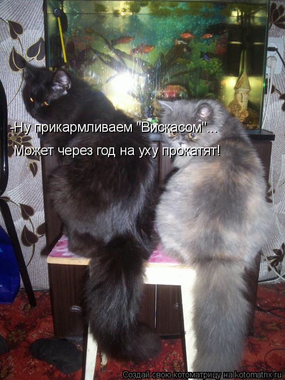 -Ну прикармливаем "Вискасом"... Может через год на уху прокатят!... Котоматрица: -Ну прикармливаем "Вискасом"... Может через год на уху прокатят!