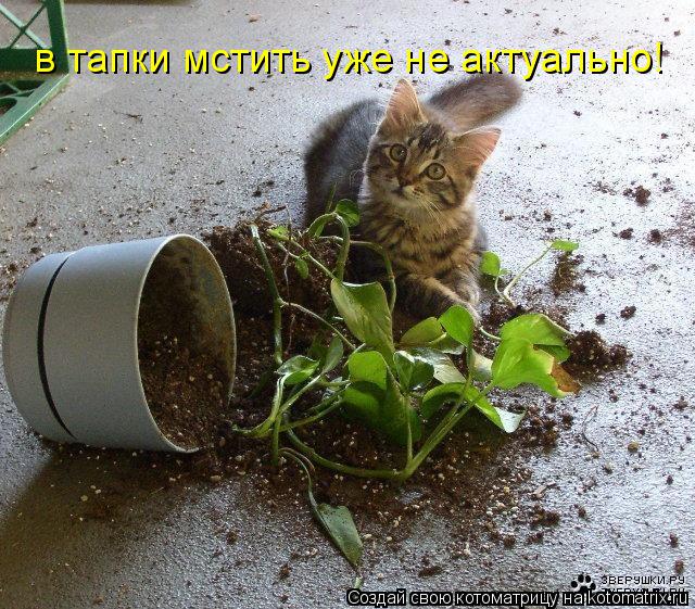 Котоматрица: в тапки мстить уже не актуально!