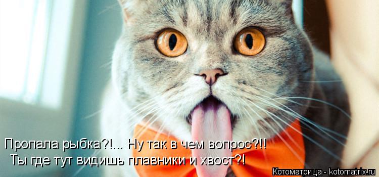 Пропала рыбка?!... Ну так в чем вопрос?!! Ты где тут видишь плавники и хвост?!... Котоматрица: Пропала рыбка?!... Ну так в чем вопрос?!! Ты где тут видишь плавники и хвост?!