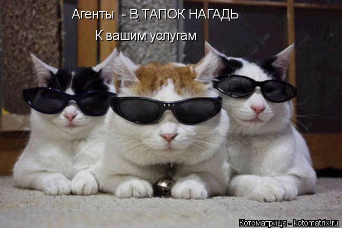 Агенты - В ТАПОК НАГАДЬ К вашим услугам... Котоматрица: Агенты - В ТАПОК НАГАДЬ К вашим услугам