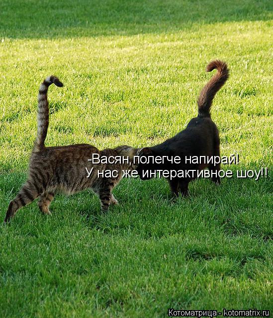 -Васян,полегче напирай! У нас же интерактивное шоу!!... Котоматрица: -Васян,полегче напирай! У нас же интерактивное шоу!!