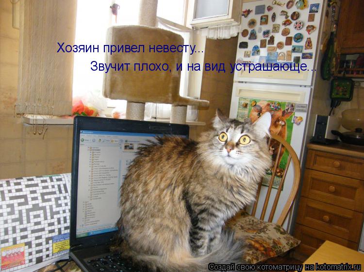 Хозяин привел невесту... Звучит плохо, и на вид устрашающе...... Котоматрица: Хозяин привел невесту... Звучит плохо, и на вид устрашающе...