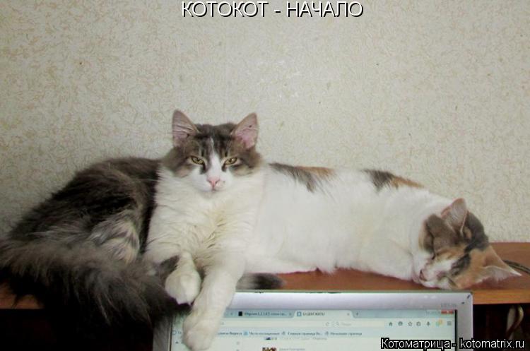 КОТОКОТ - НАЧАЛО... Котоматрица: КОТОКОТ - НАЧАЛО