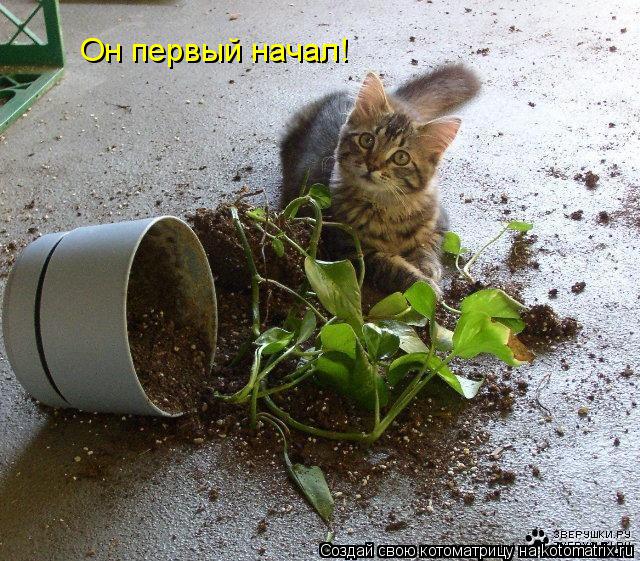 Котоматрица: Он первый начал!