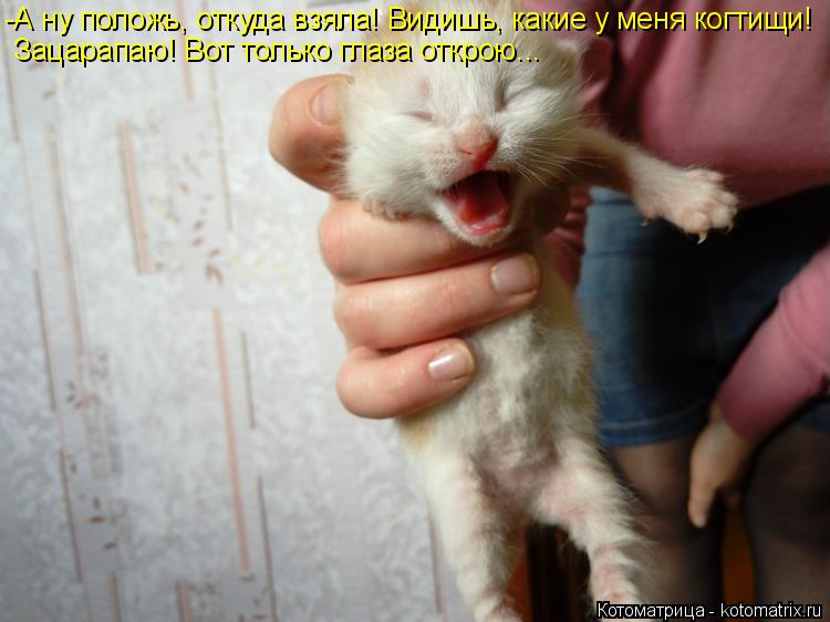 -А ну положь, откуда взяла! Видишь, какие у меня когтищи! Зацарапаю! Вот только глаза открою...... Котоматрица: -А ну положь, откуда взяла! Видишь, какие у меня когтищи! Зацарапаю! Вот только глаза открою...