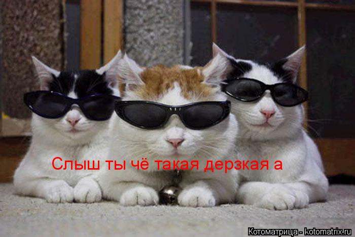 Слыш ты чё такая дерзкая а... Котоматрица: Слыш ты чё такая дерзкая а