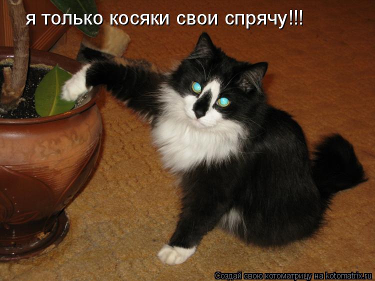 Котоматрица: я только косяки свои спрячу!!!