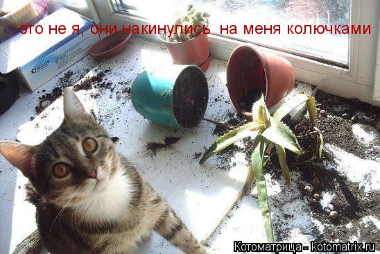 это не я, они накинулись на меня колючками... Котоматрица: это не я, они накинулись на меня колючками