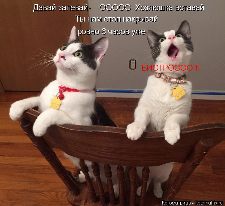 Давай запевай- Давай запевай- ООООО Хозяюшка вставай Ты нам стол накрывай ровно 6 часов уже БИ... Котоматрица: Давай запевай- Давай запевай- ООООО Хозяюшка вставай Ты нам стол накрывай ровно 6 часов уже БИСТРОООО!!!