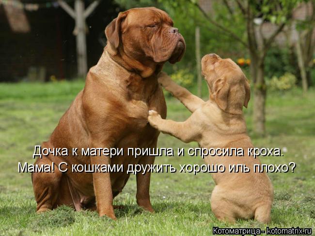 Дочка к матери пришла и спросила кроха. Мама! С кошками дружить хорошо иль плохо?... Котоматрица: Дочка к матери пришла и спросила кроха. Мама! С кошками дружить хорошо иль плохо?