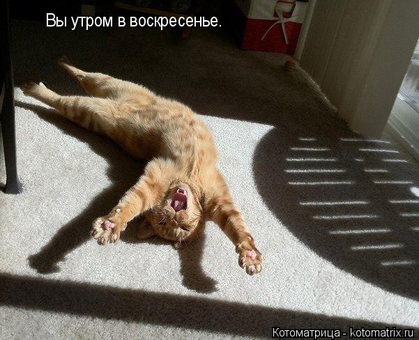 Вы утром в воскресенье.... Котоматрица: Вы утром в воскресенье.