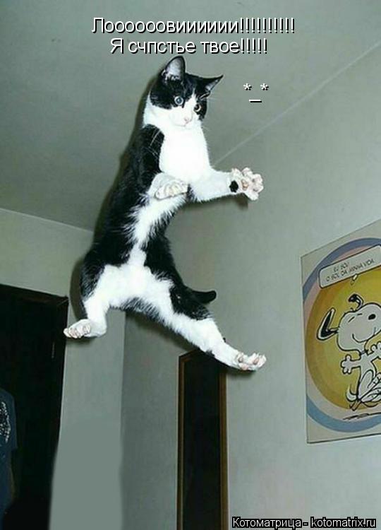 Лоооооовииииии!!!!!!!!!! Я счпстье твое!!!!! *_*... Котоматрица: Лоооооовииииии!!!!!!!!!! Я счпстье твое!!!!! *_*
