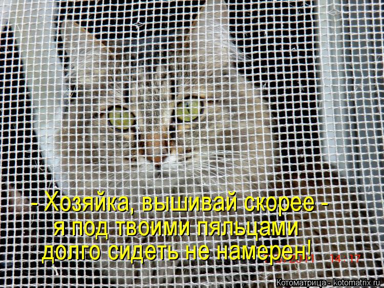 - Хозяйка, вышивай скорее - я под твоими пяльцами долго сидеть не намерен!... Котоматрица: - Хозяйка, вышивай скорее - я под твоими пяльцами долго сидеть не намерен!