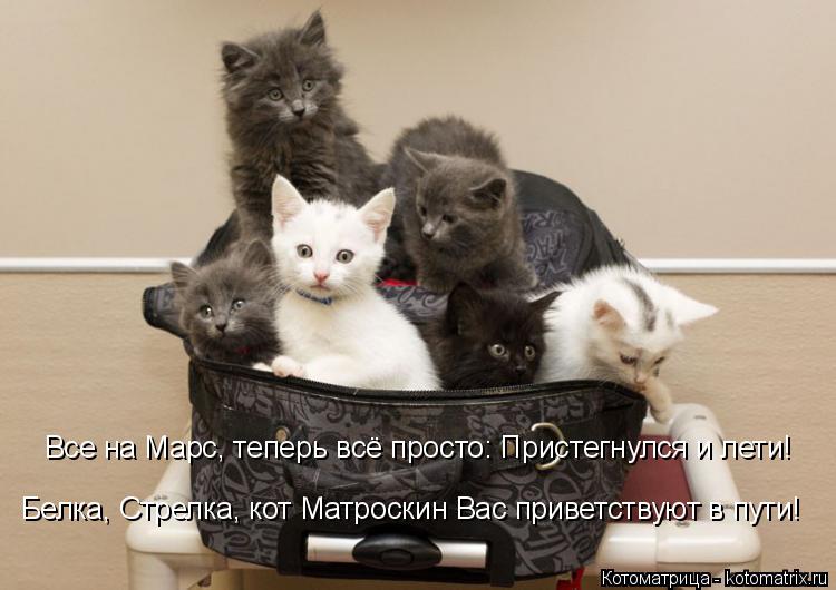 Все на Марс, теперь всё просто: Пристегнулся и лети! Белка, Стрелка, кот Матроскин Вас приветствуют ... Котоматрица: Все на Марс, теперь всё просто: Пристегнулся и лети! Белка, Стрелка, кот Матроскин Вас приветствуют в пути!