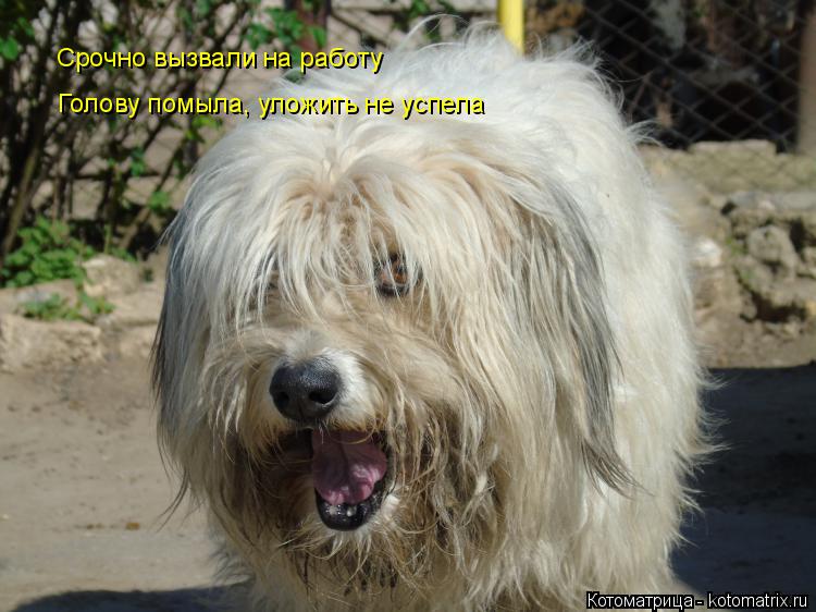 Срочно вызвали на работу Голову помыла, уложить не успела... Котоматрица: Срочно вызвали на работу Голову помыла, уложить не успела