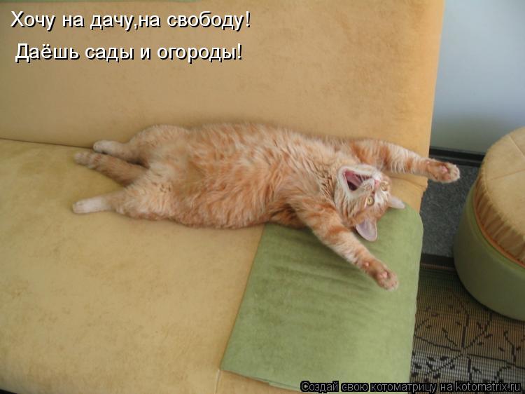 Хочу на дачу,на свободу! Даёшь сады и огороды!... Котоматрица: Хочу на дачу,на свободу! Даёшь сады и огороды!