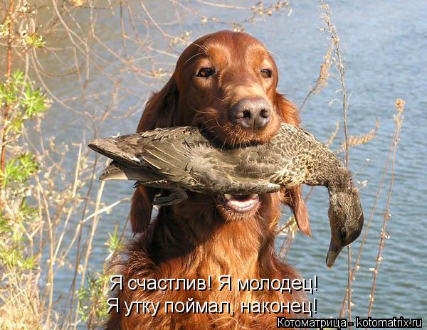 Я счастлив! Я молодец! Я утку поймал, наконец!... Котоматрица: Я счастлив! Я молодец! Я утку поймал, наконец!