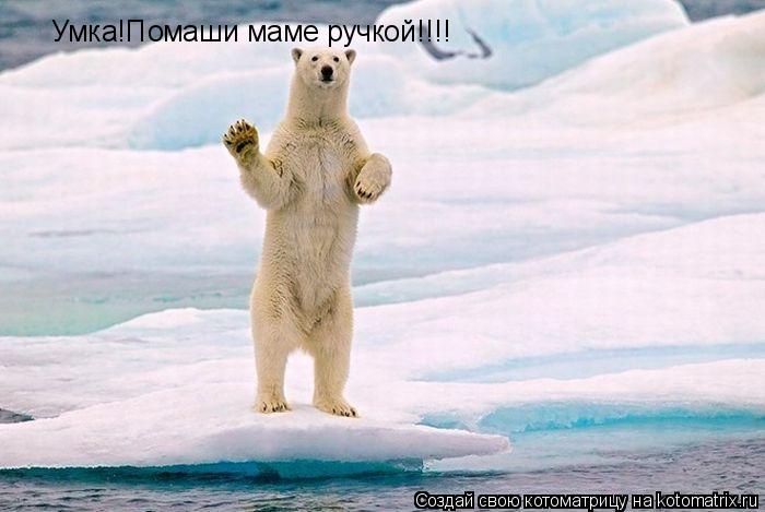 Умка!Помаши маме ручкой!!!!... Котоматрица: Умка!Помаши маме ручкой!!!!