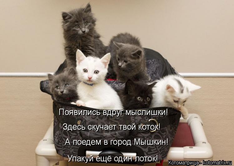 Появились вдруг мыслишки! Здесь скучает твой коток! А поедем в город Мышкин! Упакуй ещё один лоток!... Котоматрица: Появились вдруг мыслишки! Здесь скучает твой коток! А поедем в город Мышкин! Упакуй ещё один лоток!