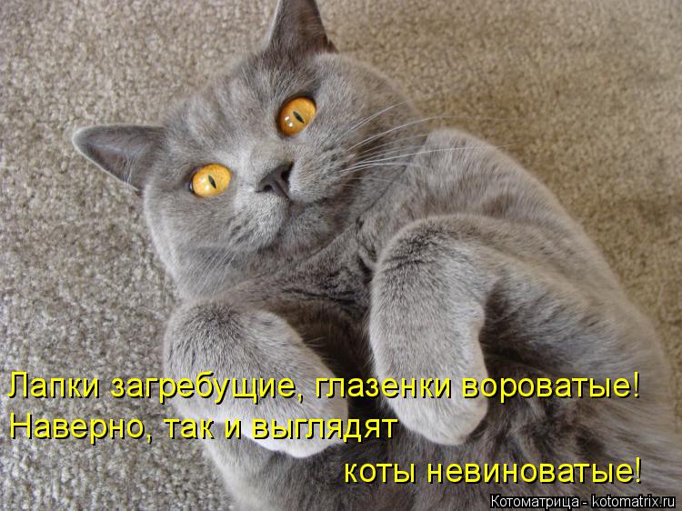 Лапки загребущие, глазенки вороватые! Наверно, так и выглядят коты невиноватые!... Котоматрица: Лапки загребущие, глазенки вороватые! Наверно, так и выглядят коты невиноватые!