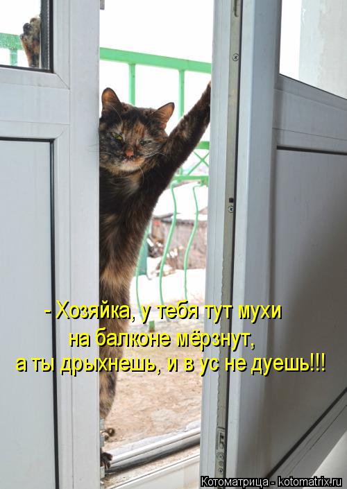 - Хозяйка, у тебя тут мухи на балконе мёрзнут, а ты дрыхнешь, и в ус не дуешь!!!... Котоматрица: - Хозяйка, у тебя тут мухи на балконе мёрзнут, а ты дрыхнешь, и в ус не дуешь!!!