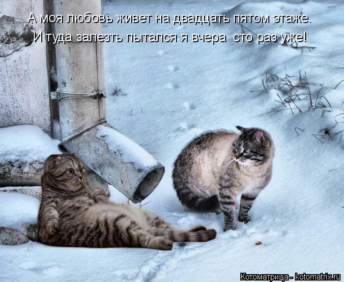 А моя любовь живет на двадцать пятом этаже. И туда залезть пытался я вчера сто раз уже!... Котоматрица: А моя любовь живет на двадцать пятом этаже. И туда залезть пытался я вчера сто раз уже!