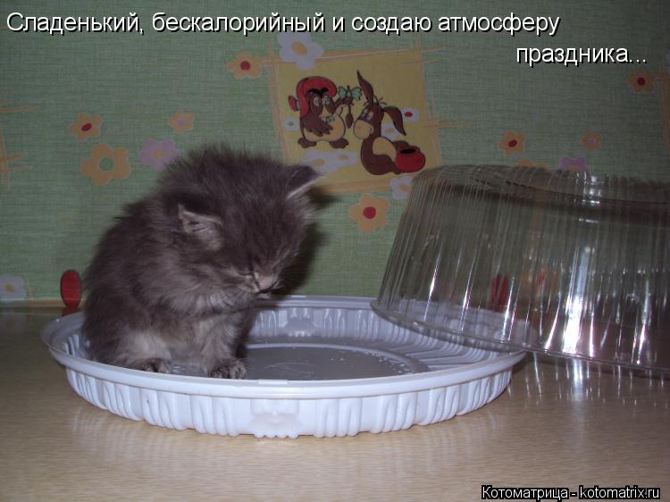 Котоматрица: Сладенький, бескалорийный и создаю атмосферу  праздника...