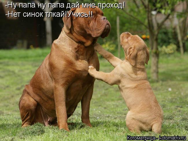 -Ну папа ну папа дай мне проход! -Нет синок тлкай!Учись!!... Котоматрица: -Ну папа ну папа дай мне проход! -Нет синок тлкай!Учись!!