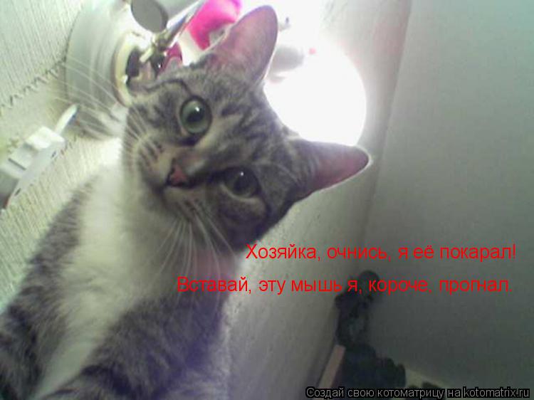 Хозяйка, очнись, я её покарал! Вставай, эту мышь я, короче, прогнал.... Котоматрица: Хозяйка, очнись, я её покарал! Вставай, эту мышь я, короче, прогнал.