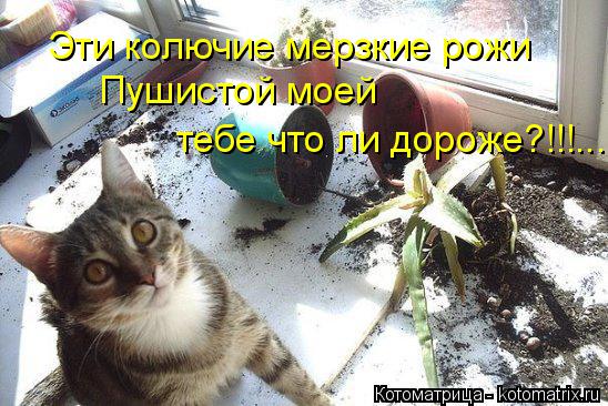 Эти колючие мерзкие рожи Пушистой моей тебе что ли дороже?!!!...... Котоматрица: Эти колючие мерзкие рожи Пушистой моей тебе что ли дороже?!!!...