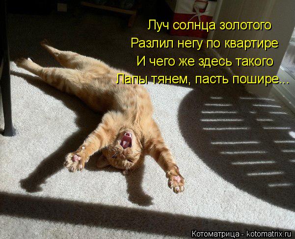 Луч солнца золотого Разлил негу по квартире И чего же здесь такого Лапы тянем, пасть пошире...... Котоматрица: Луч солнца золотого Разлил негу по квартире И чего же здесь такого Лапы тянем, пасть пошире...