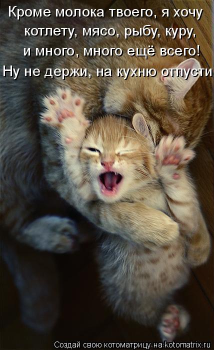 Кроме молока твоего, я хочу котлету, мясо, рыбу, куру, и много, много ещё всего! Ну не держи, на кухн... Котоматрица: Кроме молока твоего, я хочу котлету, мясо, рыбу, куру, и много, много ещё всего! Ну не держи, на кухню отпусти!
