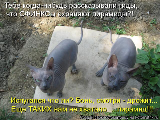 Котоматрица: Испугался что ли? Бонь, смотри - дрожит... Тебе когда-нибудь рассказывали гиды, что СФИНКСы охраняют пирамиды?! Еще ТАКИХ нам не хватало  ...пир