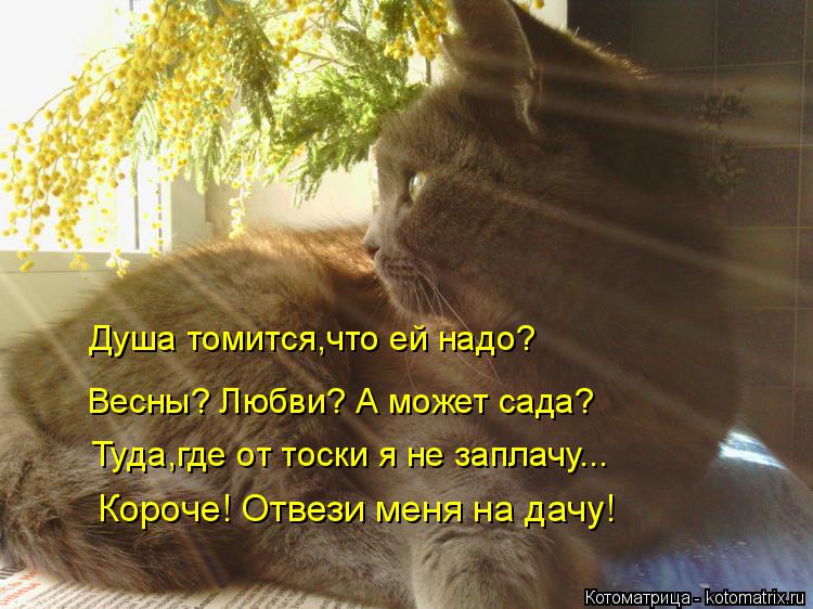 Душа томится,что ей надо? Весны? Любви? А может сада? Туда,где от тоски я не заплачу... Короче! Отвез... Котоматрица: Душа томится,что ей надо? Весны? Любви? А может сада? Туда,где от тоски я не заплачу... Короче! Отвези меня на дачу!
