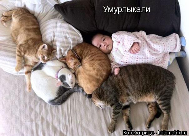 Умурлыкали... Котоматрица: Умурлыкали