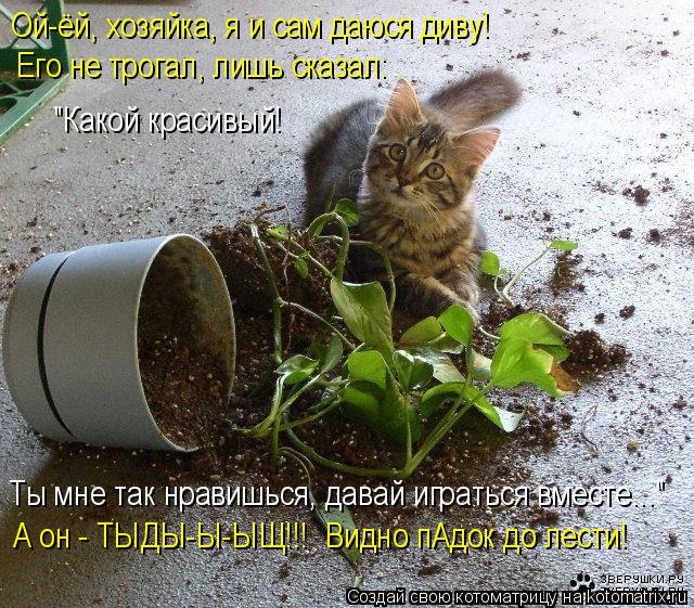 Ой-ёй, хозяйка, я и сам даюся диву! Его не трогал, лишь сказал: "Какой красивый! Ты мне так нравишьс... Котоматрица: Ой-ёй, хозяйка, я и сам даюся диву! Его не трогал, лишь сказал: "Какой красивый! Ты мне так нравишься, давай играться вместе..." А он - ТЫДЫ-Ы-ЫЩ!!!