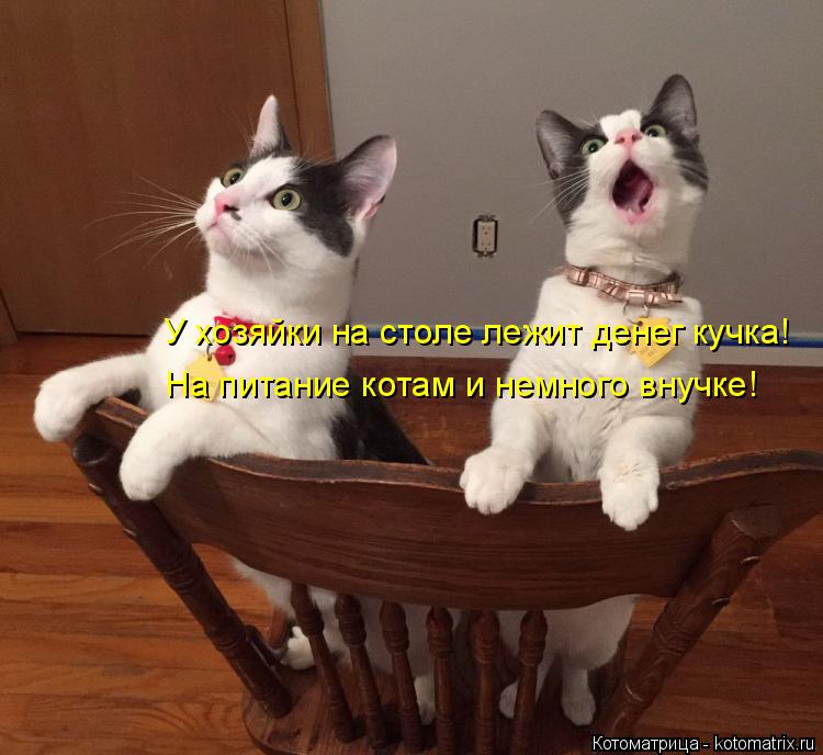 У хозяйки на столе лежит денег кучка! На питание котам и немного внучке!... Котоматрица: У хозяйки на столе лежит денег кучка! На питание котам и немного внучке!