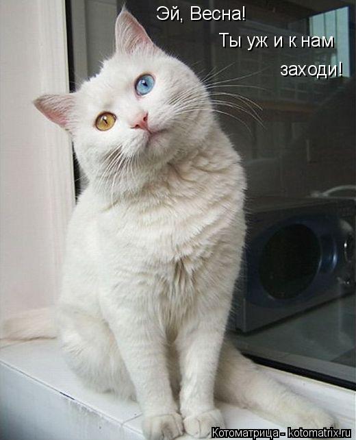 Эй, Весна! Ты уж и к нам заходи!... Котоматрица: Эй, Весна! Ты уж и к нам заходи!