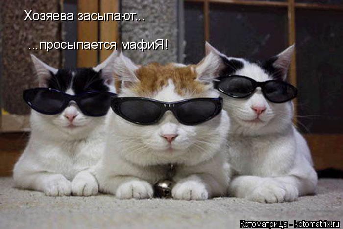 Хозяева засыпают... ...просыпается мафиЯ!... Котоматрица: Хозяева засыпают... ...просыпается мафиЯ!