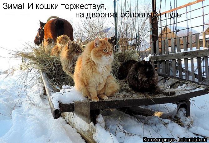 Зима! И кошки торжествуя, на дворнях обновляют путь...... Котоматрица: Зима! И кошки торжествуя, на дворнях обновляют путь...