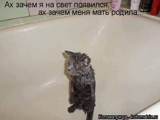 Ах зачем я на свет появился, ах зачем меня мать родила...... Котоматрица: Ах зачем я на свет появился, ах зачем меня мать родила...