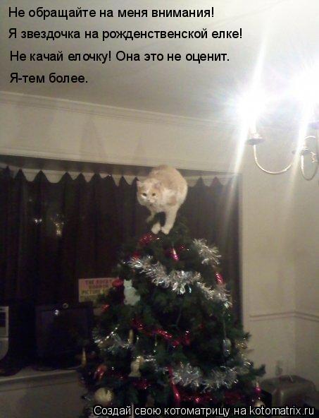 Не обращайте на меня внимания! Я звездочка на рожденственской елке! Не качай елочку! Она это не оцени... Котоматрица: Не обращайте на меня внимания! Я звездочка на рожденственской елке! Не качай елочку! Она это не оценит. Я-тем более.