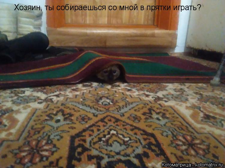 Хозяин, ты собираешься со мной в прятки играть?... Котоматрица: Хозяин, ты собираешься со мной в прятки играть?