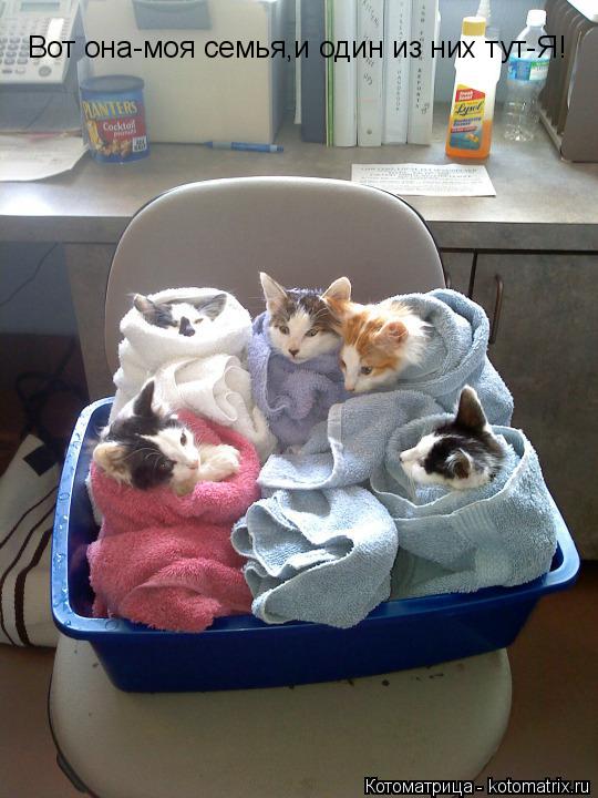 Вот она-моя семья,и один из них тут-Я!... Котоматрица: Вот она-моя семья,и один из них тут-Я!